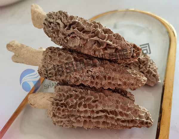 羊肚菌冻干：食品真空冷冻干燥机加工菌菇冻干技术