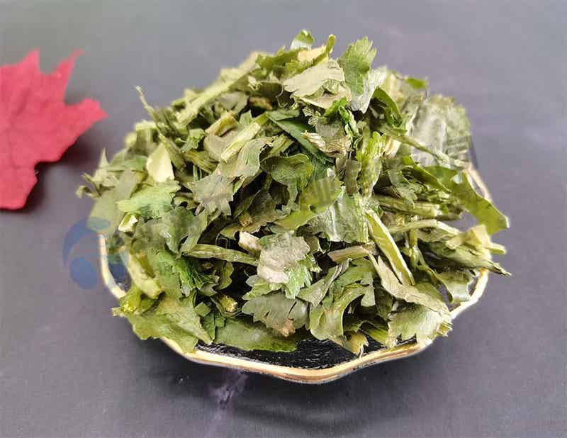 香菜冻干机：蔬菜冻干机应用于香菜冻干加工