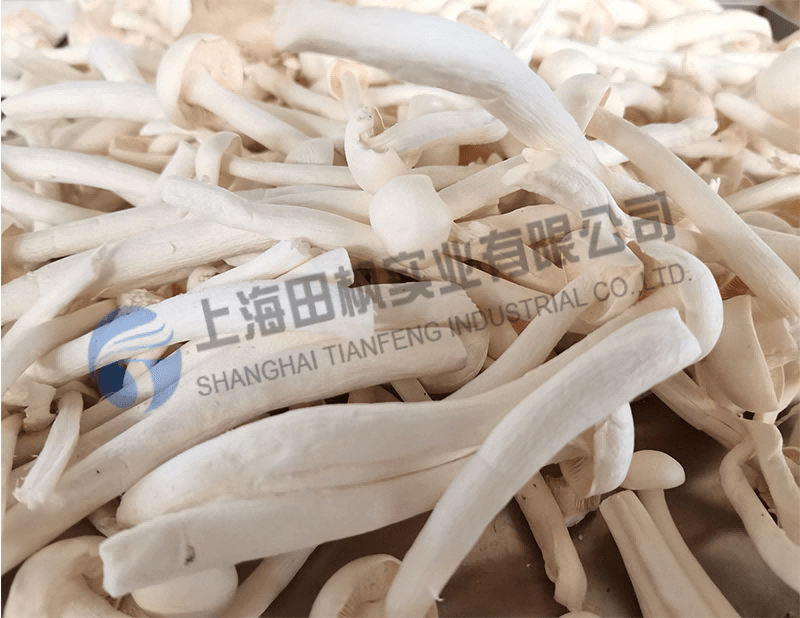 蘑菇冻干，果蔬真空冷冻干燥机应用于蘑菇冻干
