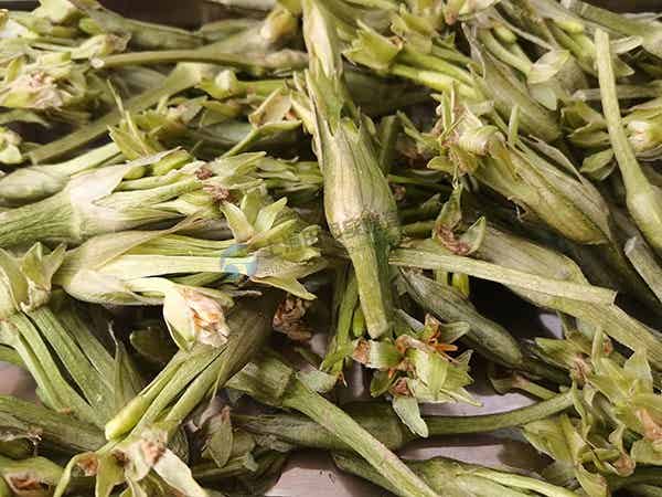 水芙蓉冻干：药食同源冻干机应用水芙蓉冻干加工
