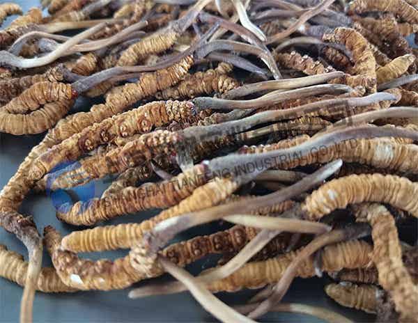 冬虫夏草冻干：中药材真空冷冻干燥机应用案例