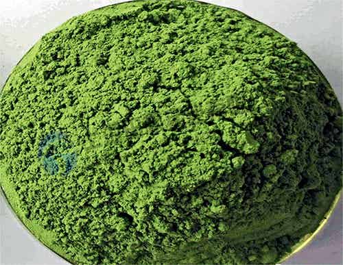 食叶草冻干机：真空冷冻干燥机技术特点和应用案例