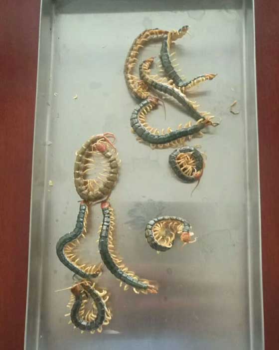 蜈蚣冻干
