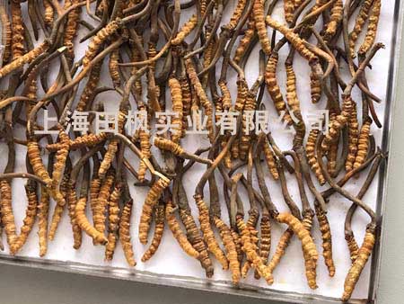 冬虫夏草冻干